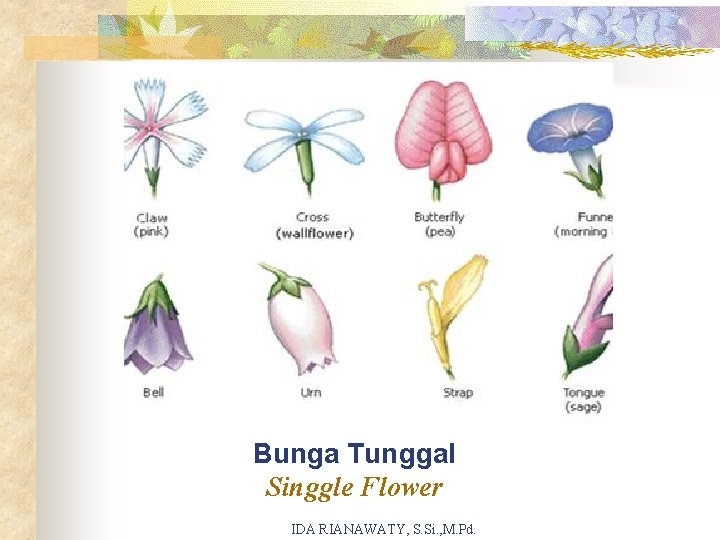 Bunga Tunggal Singgle Flower IDA RIANAWATY, S. Si. , M. Pd. 