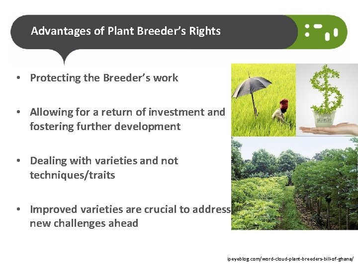 Advantages of Plant Breeder’s Rights • Protecting the Breeder’s work • Allowing for a