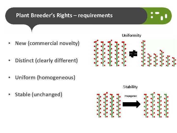 Plant Breeder’s Rights – requirements Uniformity • New (commercial novelty) • Distinct (clearly different)