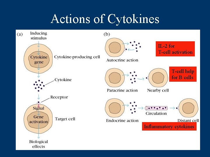 Actions of Cytokines IL-2 for T-cell activation T-cell help for B cells Inflammatory cytokines