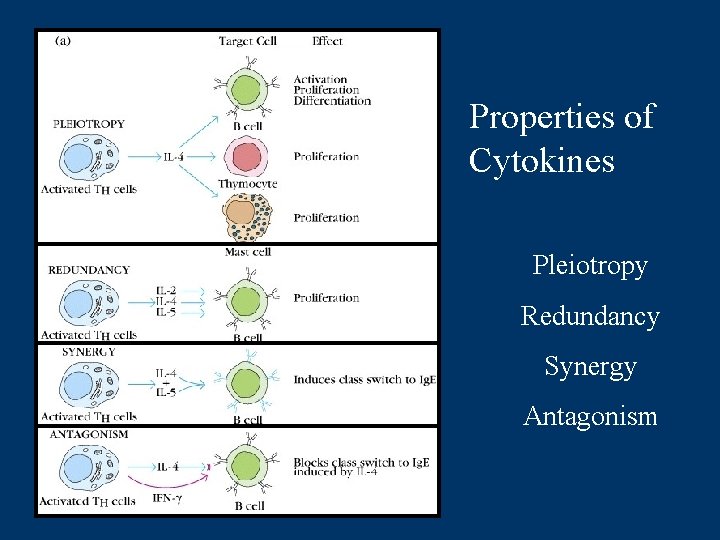 Properties of Cytokines Pleiotropy Redundancy Synergy Antagonism 