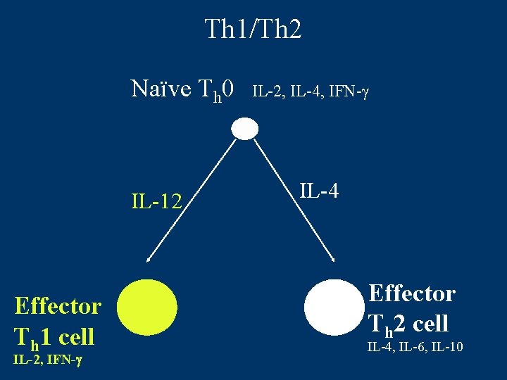 Th 1/Th 2 Naïve Th 0 IL-12 Effector Th 1 cell IL-2, IFN-g IL-2,