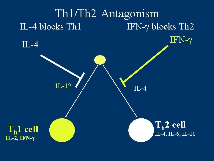 Th 1/Th 2 Antagonism IL-4 blocks Th 1 IL-4 IL-12 Th 1 cell IL-2,