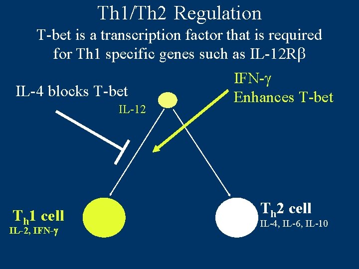 Th 1/Th 2 Regulation T-bet is a transcription factor that is required for Th