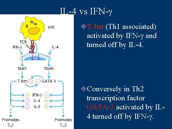 IL-4 vs IFN-g u. T-bet (Th 1 associated) activated by IFN-g and turned off