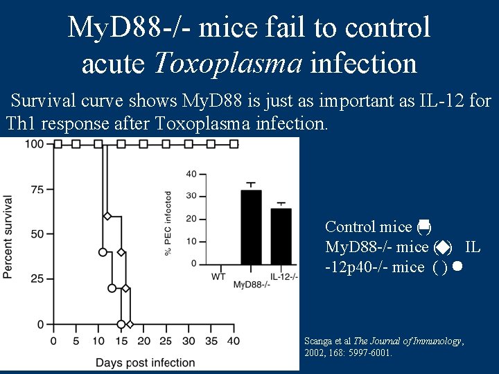 My. D 88 -/- mice fail to control acute Toxoplasma infection Survival curve shows