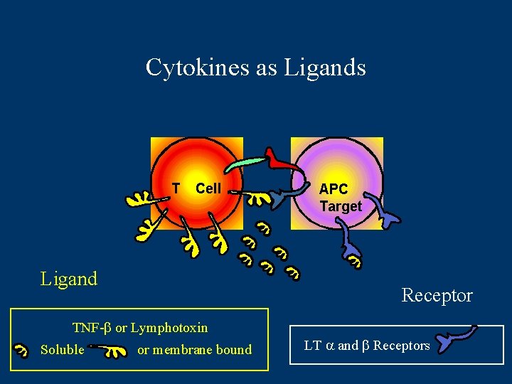 Cytokines as Ligands T Cell Ligand APC Target Receptor TNF-b or Lymphotoxin Soluble or