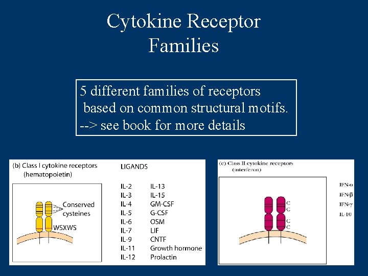 Cytokine Receptor Families 5 different families of receptors based on common structural motifs. -->