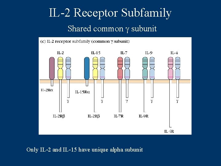 IL-2 Receptor Subfamily Shared common g subunit Only IL-2 and IL-15 have unique alpha