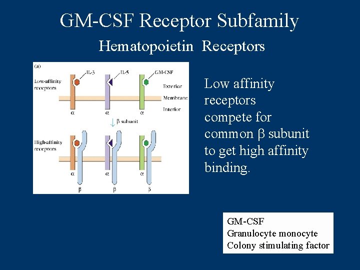 GM-CSF Receptor Subfamily Hematopoietin Receptors Low affinity receptors compete for common b subunit to