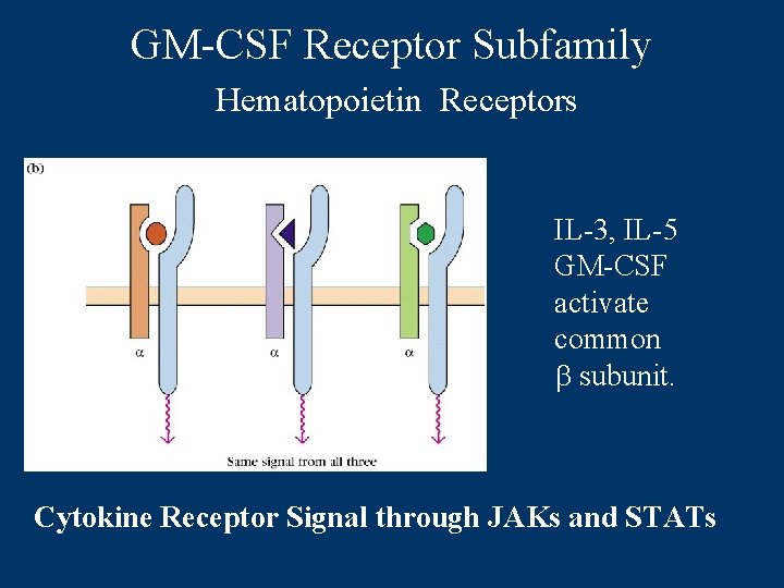 GM-CSF Receptor Subfamily Hematopoietin Receptors IL-3, IL-5 GM-CSF activate common b subunit. Cytokine Receptor