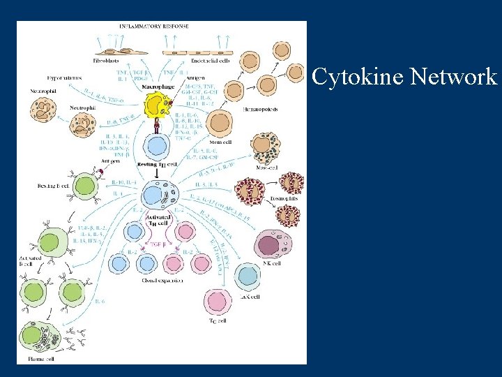 Cytokine Network 