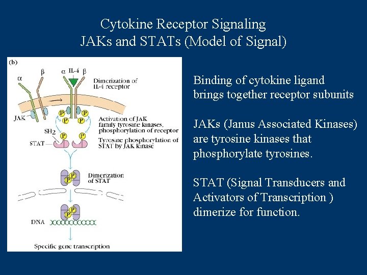Cytokine Receptor Signaling JAKs and STATs (Model of Signal) Binding of cytokine ligand brings