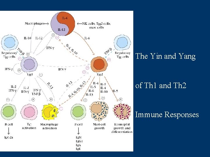 The Yin and Yang of Th 1 and Th 2 Immune Responses 