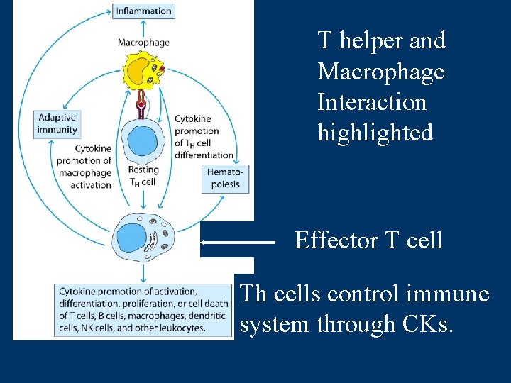 T helper and Macrophage Interaction highlighted Effector T cell Th cells control immune system