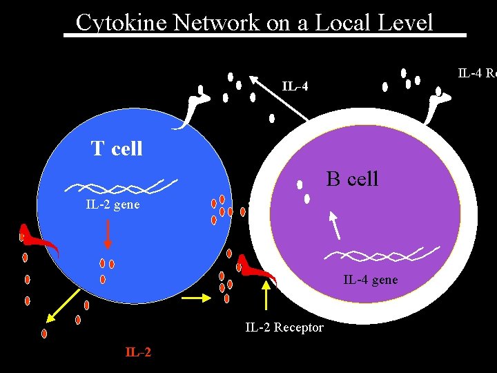 Cytokine Network on a Local Level IL-4 Re IL-4 T cell B cell IL-2