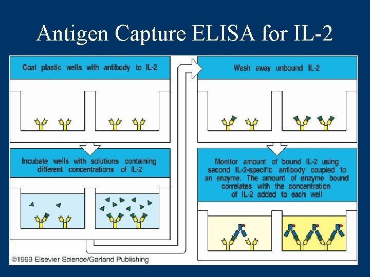 Antigen Capture ELISA for IL-2 