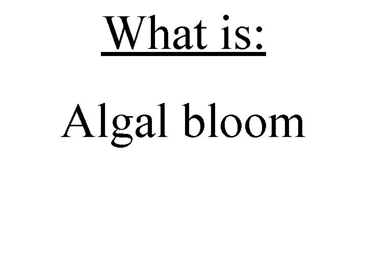 What is: Algal bloom 
