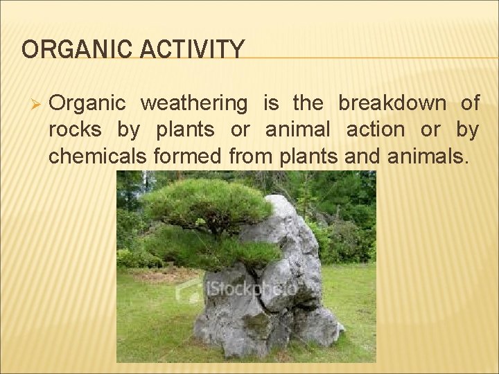 ORGANIC ACTIVITY Ø Organic weathering is the breakdown of rocks by plants or animal