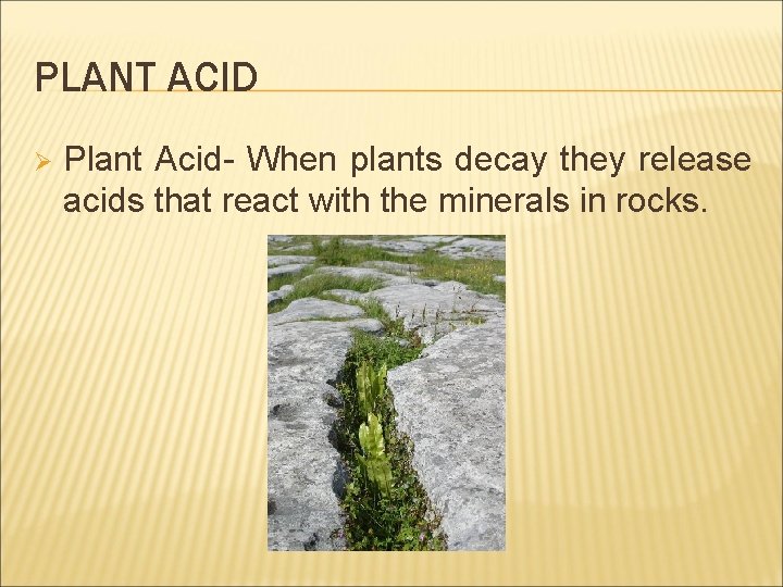 PLANT ACID Ø Plant Acid- When plants decay they release acids that react with