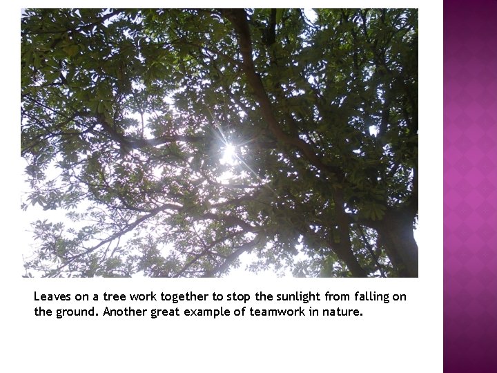 Leaves on a tree work together to stop the sunlight from falling on the