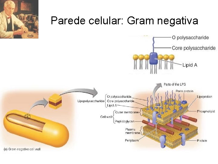 Parede celular: Gram negativa 