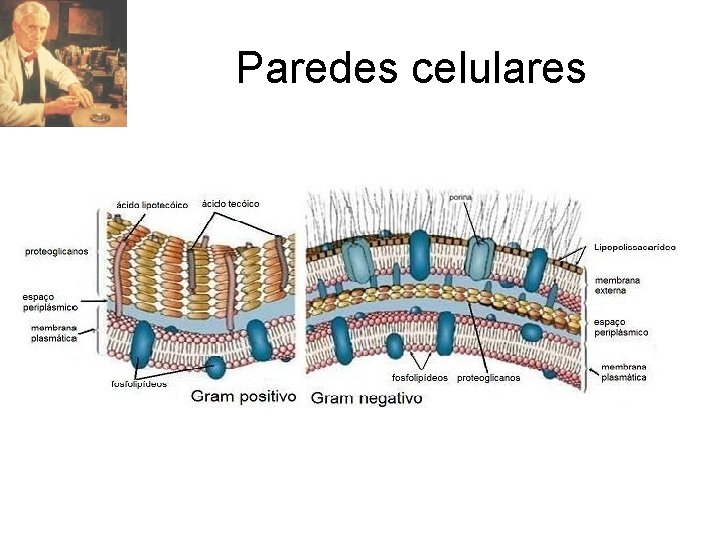 Paredes celulares 