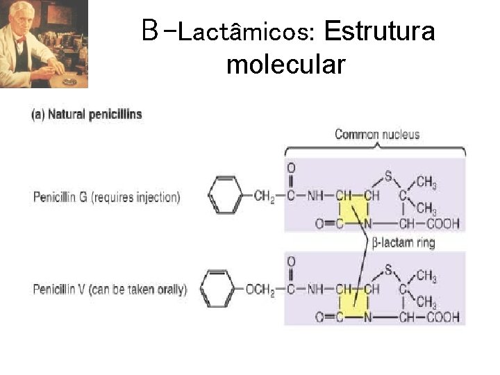 Β-Lactâmicos: Estrutura molecular 