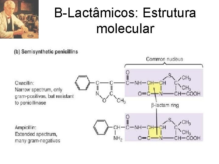 Β-Lactâmicos: Estrutura molecular 