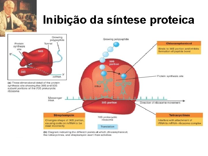Inibição da síntese proteica 