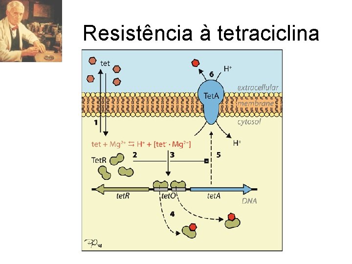 Resistência à tetraciclina 