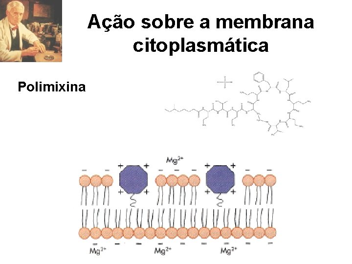 Ação sobre a membrana citoplasmática Polimixina 