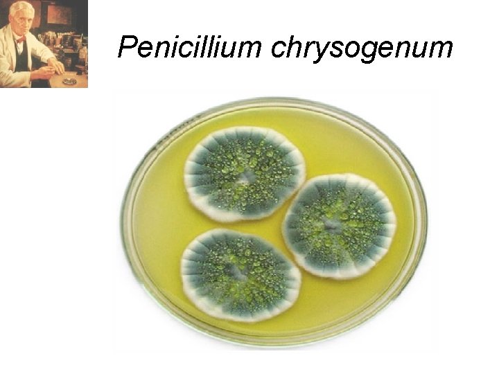 Penicillium chrysogenum 