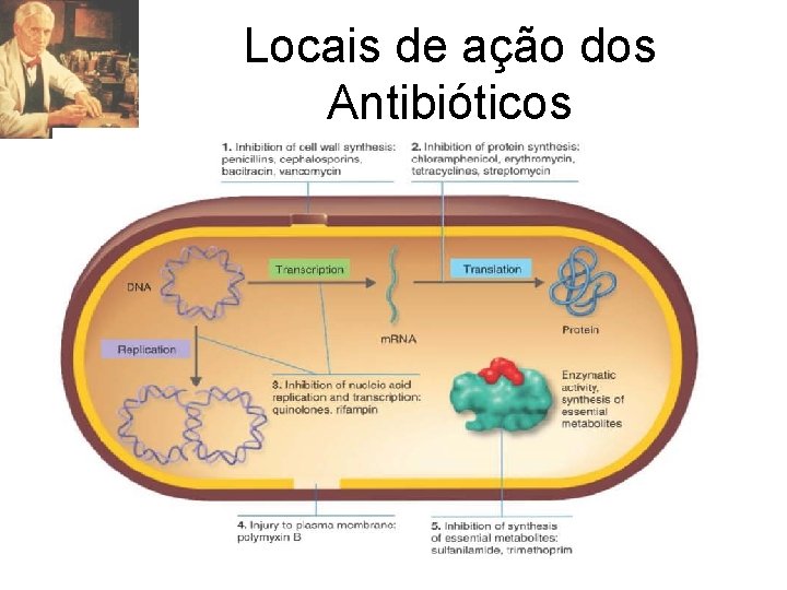 Locais de ação dos Antibióticos 