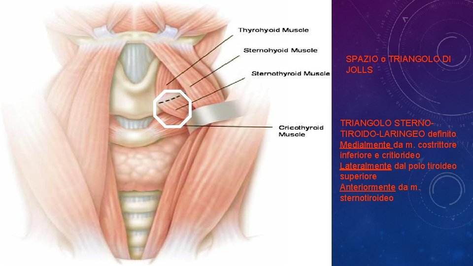 SPAZIO o TRIANGOLO DI JOLLS TRIANGOLO STERNOTIROIDO-LARINGEO definito Medialmente da m. costrittore inferiore e