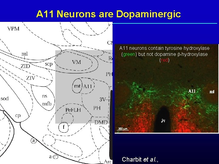 A 11 Neurons are Dopaminergic A 11 neurons contain tyrosine hydroxylase (green) but not