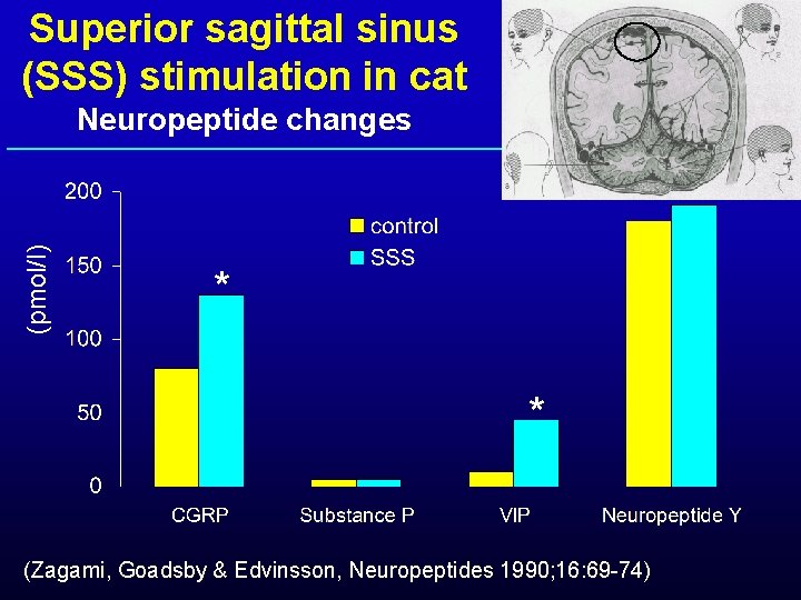 Superior sagittal sinus (SSS) stimulation in cat (pmol/l) Neuropeptide changes * * (Zagami, Goadsby