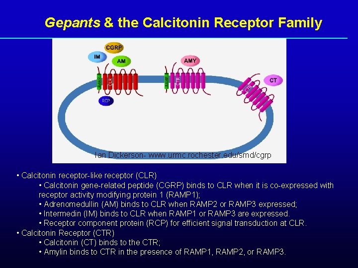Gepants & the Calcitonin Receptor Family Ian Dickerson- www. urmc. rochester. edu/smd/cgrp • Calcitonin