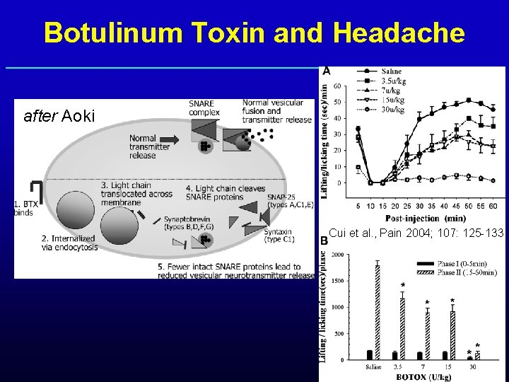 Botulinum Toxin and Headache after Aoki Cui et al. , Pain 2004; 107: 125