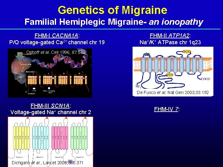 Genetics of Migraine Familial Hemiplegic Migraine- an ionopathy FHM-I CACNA 1 A: P/Q voltage-gated
