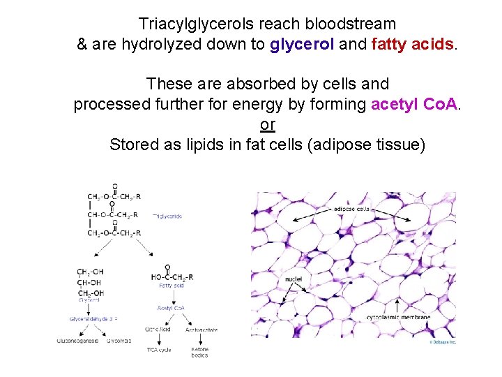 Triacylglycerols reach bloodstream & are hydrolyzed down to glycerol and fatty acids. These are