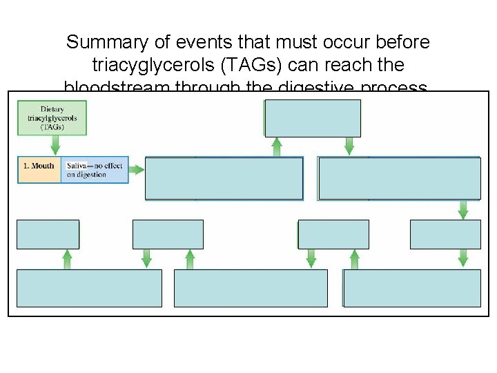Summary of events that must occur before triacyglycerols (TAGs) can reach the bloodstream through