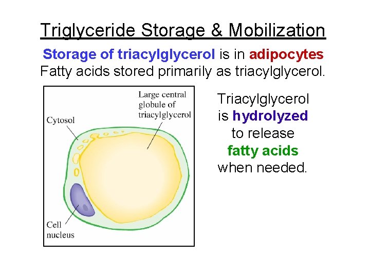 Triglyceride Storage & Mobilization Storage of triacylglycerol is in adipocytes Fatty acids stored primarily