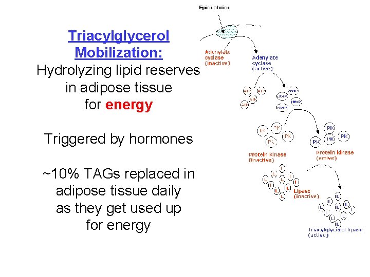 Triacylglycerol Mobilization: Hydrolyzing lipid reserves in adipose tissue for energy Triggered by hormones ~10%