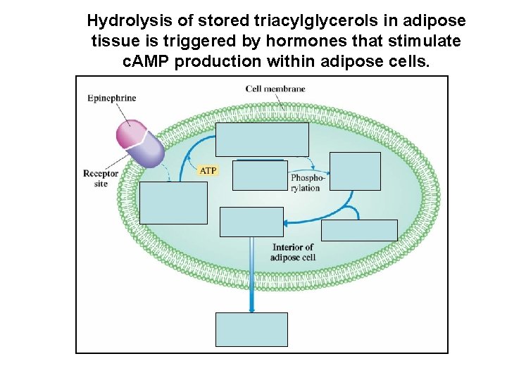 Hydrolysis of stored triacylglycerols in adipose tissue is triggered by hormones that stimulate c.