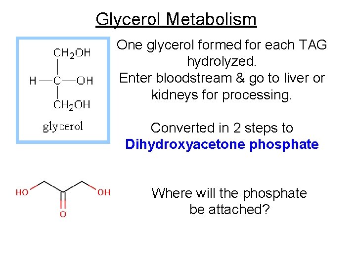 Glycerol Metabolism One glycerol formed for each TAG hydrolyzed. Enter bloodstream & go to