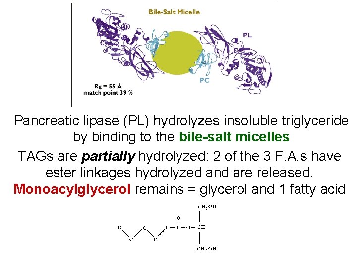 Pancreatic lipase (PL) hydrolyzes insoluble triglyceride by binding to the bile-salt micelles TAGs are