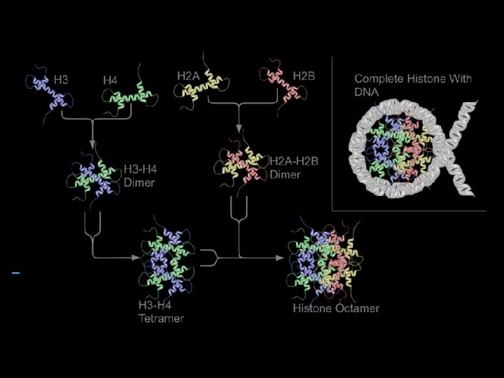 Anticancer therapy Histone Deacetylase Inhibitors Afsha Rais Histones