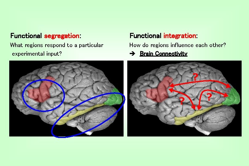 Functional segregation: Functional integration: What regions respond to a particular experimental input? How do