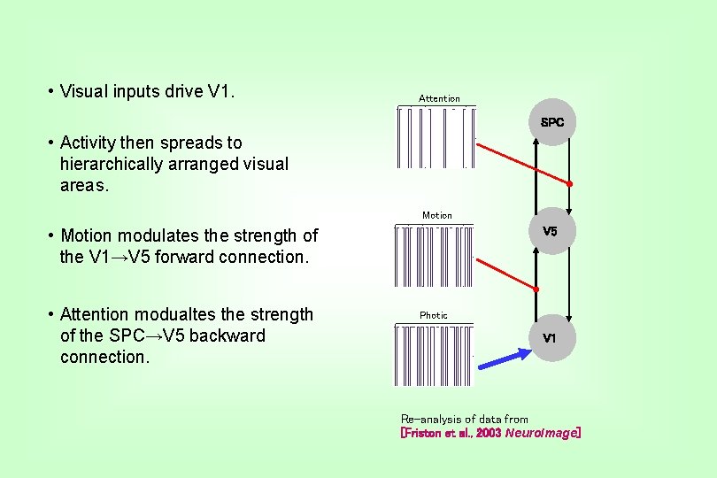  • Visual inputs drive V 1. Attention SPC • Activity then spreads to